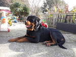 🐶 Rottweiler di 7 mesi in vendita a Fermo (FM) e in tutta Italia da privato