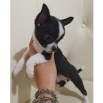 🐶 Chihuahua femmina di 9 mesi in vendita a Gallese (VT) da privato