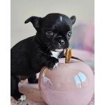 🐶 Chihuahua femmina di 7 mesi in vendita a Lecce (LE) e in tutta Italia da privato