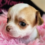 Chihuahua con Pedigree - Foto n. 4