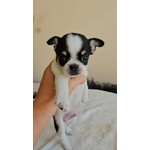 Chihuahua con Pedigree - Foto n. 6