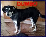 Dumbo 4 anni e Mezzo non ha Ancora una Famiglia - Foto n. 1