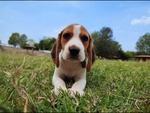 🐶 Beagle maschio di 8 mesi in vendita a Genova (GE) e in tutta Italia da privato