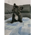 🐶 Bulldog Francese di 6 mesi in vendita a Casalnuovo di Napoli (NA) e in tutta Italia da privato