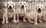🐶 Labrador in vendita a Magione (PG) e in tutta Italia da privato