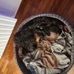 🐶 Barboncino femmina di 4 mesi in vendita a Cellamare (BA) e in tutta Italia da privato
