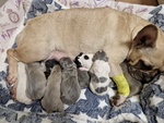 🐶 Bulldog Francese maschio di 4 mesi in vendita a Roma (RM) e in tutta Italia da privato
