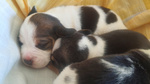 🐶 Beagle di 5 mesi in vendita a Palermo (PA) e in tutta Italia da privato