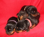 Cuccioli di Rottweiler Disponibili in Allevamento - Foto n. 3