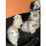 Cuccioli Persiani - Foto n. 1