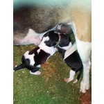 🐶 Beagle femmina di 5 mesi in vendita a Casale Monferrato (AL) e in tutta Italia da privato