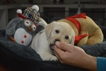 Cuccioli di Labrador Retriever Gialli con Pedigree Enci - Foto n. 3