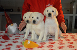 Cuccioli di Labrador Retriever Gialli con Pedigree Enci - Foto n. 8