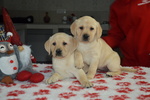Cuccioli di Labrador Retriever Gialli con Pedigree - Foto n. 3
