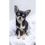 🐶 Chihuahua maschio di 1 anno in vendita a Travagliato (BS) e in tutta Italia da allevamento