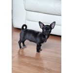 🐶 Chihuahua maschio di 5 mesi in vendita a Milano (MI) da privato