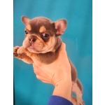 🐶 Bulldog Francese maschio di 5 mesi in vendita a Pavia (PV) e in tutta Italia da privato