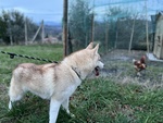 🐶 Husky femmina di 11 mesi in vendita a Roma (RM) e in tutta Italia da privato