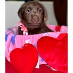 Splendidi Cuccioli di Labrador Retrievers Chocolate Puro - Foto n. 7