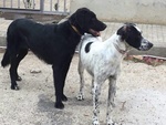 Due Cagnoline in Cerca di Adozione in Coppia - Foto n. 1