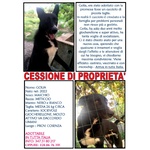 🐶 Altra Razza maschio di 2 anni e 3 mesi in adozione a Cosenza (CS) e in tutta Italia da associazione animali