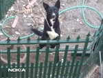 Golia cane di Taglia Media in Adozione in Tutta Italia - Foto n. 2