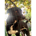 Golia cane di Taglia Media in Adozione in Tutta Italia - Foto n. 3