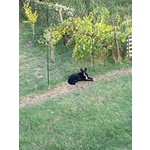 Golia cane di Taglia Media in Adozione in Tutta Italia - Foto n. 4