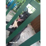 Golia cane di Taglia Media in Adozione in Tutta Italia - Foto n. 5