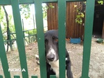 Golia cane di Taglia Media in Adozione in Tutta Italia - Foto n. 6