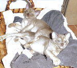 Gattina Burmese - Foto n. 5