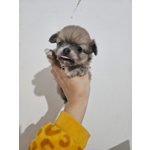 🐶 Chihuahua di 3 mesi in vendita a Milano (MI) da privato
