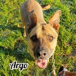Argo, per Amanti Della Razza Pitbull - Foto n. 7
