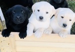 Cuccioli Labrador Retriever - Foto n. 1