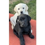Cuccioli Labrador Retriever - Foto n. 2