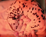 Cuccioli Dalmata con Pedigree (veneto) - Foto n. 3