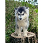 🐶 Husky maschio di 4 mesi in vendita a Marsala (TP) e in tutta Italia da privato