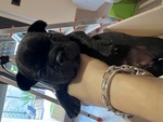 🐶 Bulldog Francese maschio di 3 mesi in vendita a Foggia (FG) e in tutta Italia da privato