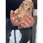 🐶 Barboncino maschio di 7 settimane (cucciolo) in vendita a Benevento (BN) e in tutta Italia da privato