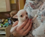 Chihuahua toy e Mini