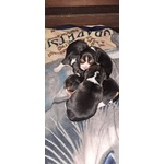 Cuccioli di Beagle - Foto n. 3