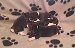 Cuccioli di Beagle - Foto n. 4
