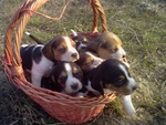 Beagle Tricolore Cuccioli - Foto n. 2
