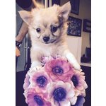 Cuccioli Chihuahua - Foto n. 4