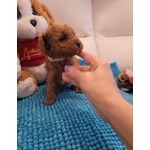 🐶 Barboncino maschio di 5 settimane (cucciolo) in vendita a Milano (MI) e in tutta Italia da privato