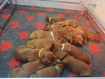 🐶 Setter Irlandese maschio di 1 settimana (cucciolo) in vendita a Segni (RM) e in tutta Italia da privato
