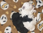 🐶 Barboncino maschio di 7 settimane (cucciolo) in vendita a Fucecchio (FI) e in tutta Italia da privato