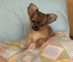 Maschietto Chihuahua con Pedigree - Foto n. 1