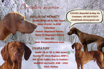 🐶 Altra Razza maschio di 6 settimane (cucciolo) in vendita a Desio (MB) e in tutta Italia da privato