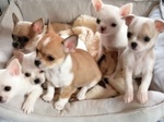 Chihuahua toy Cuccioli con Pagamento Personalizzato